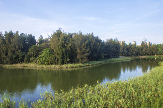 湿地水泽草木风景