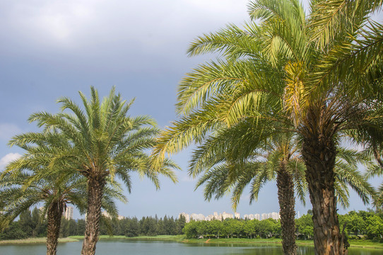 棕榈树景观