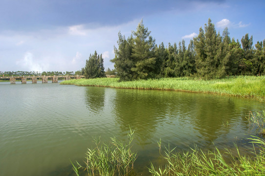 水岸绿林风景