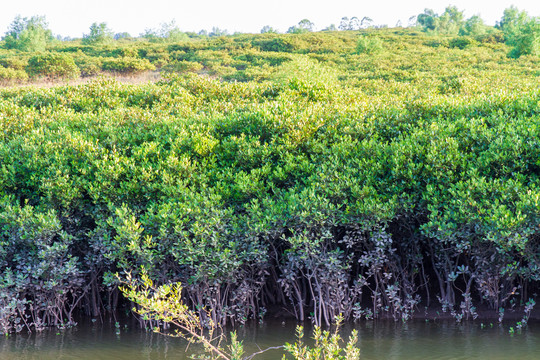 钦州茅尾海红树林自然保护区