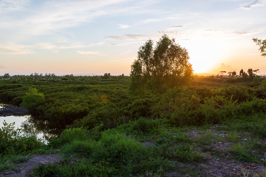 钦州茅尾海红树林自然保护区日落
