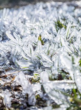 冬天结冰的小草