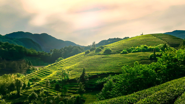 高山茶场