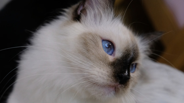 蓝眼睛白猫猫