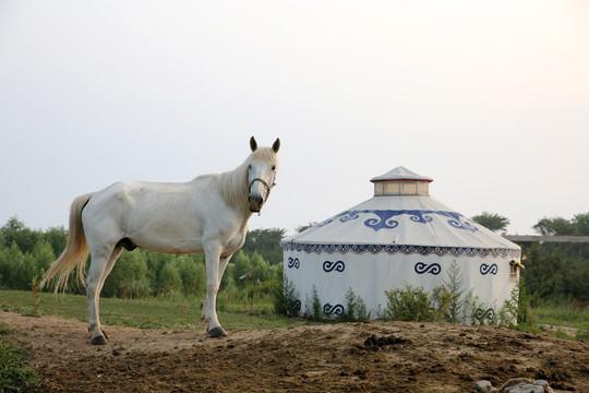 蒙古包前站着的马