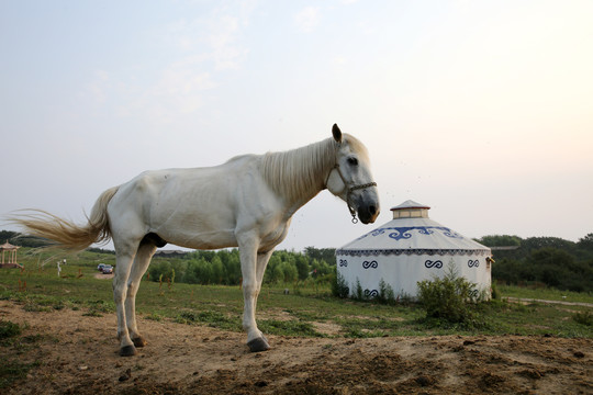 蒙古包前站着的马