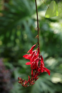 龙牙花