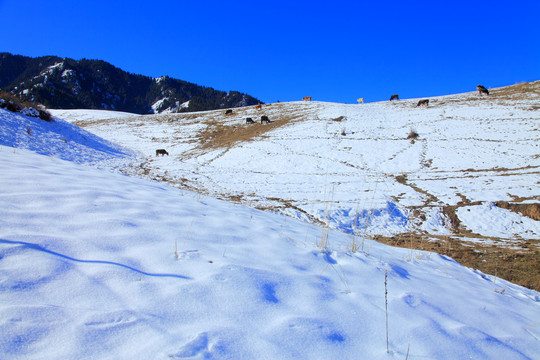 晚秋雪景