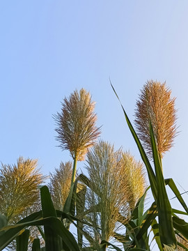 芦苇天空