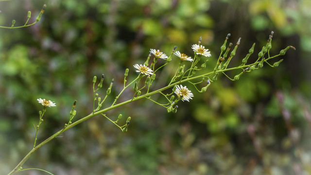石燕湖小花