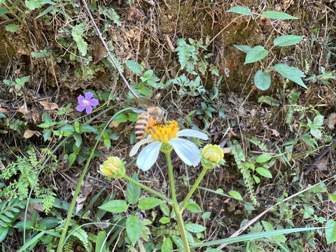 蜜蜂采蜜
