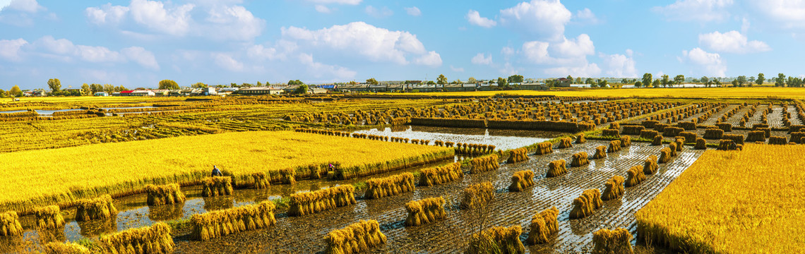 丰收稻田全景