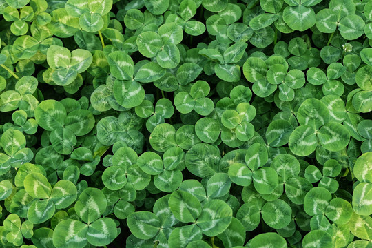 白花三叶草草丛