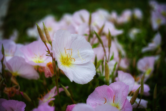 美丽月见草花朵