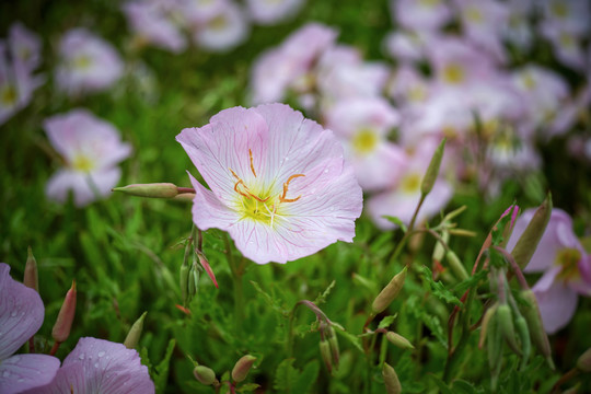 美丽月见草花朵