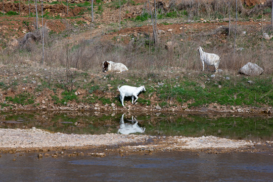 河边羊群