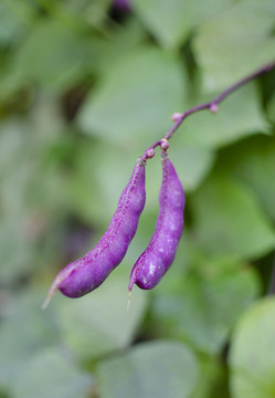 紫色豆角