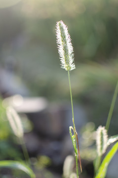 纯美狗尾巴草