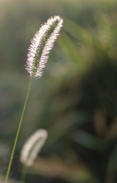 纯美狗尾巴草