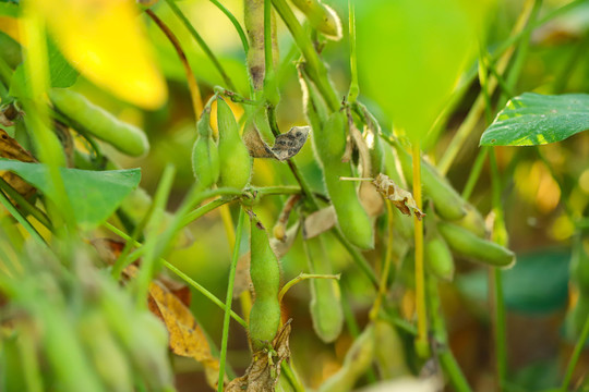 大豆种植