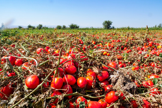 新疆小番茄