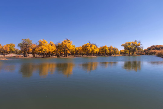 唯美额济纳胡杨林秋景