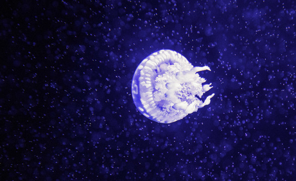 水族馆里漂浮的水母