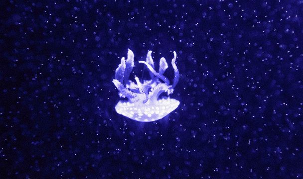 水族馆里漂浮的水母