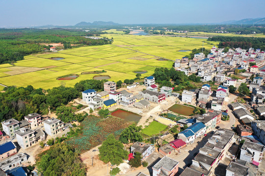 江西吉水丁江镇稻田