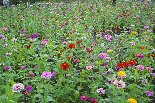 百日菊花田