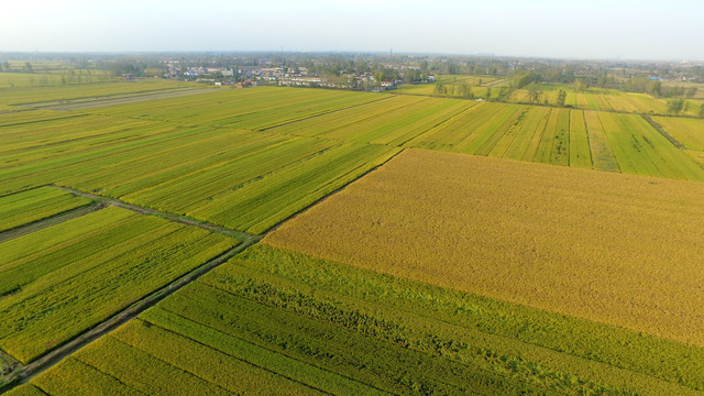 高标准农田建设水稻农业种殖