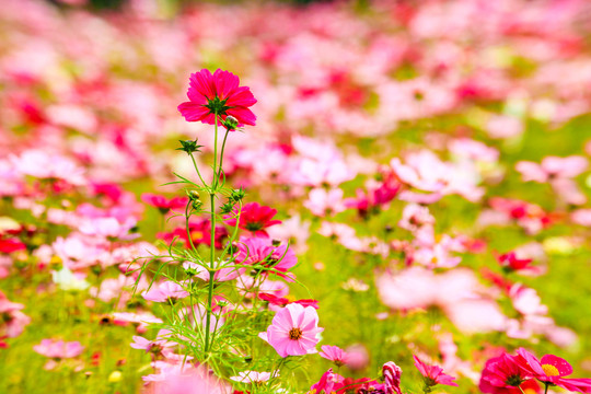 格桑花海