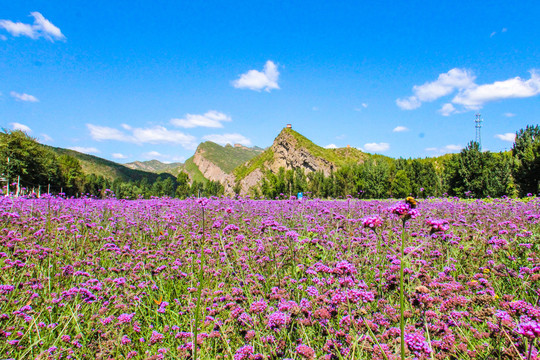 马鞭花