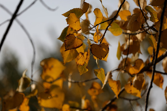 秋天白杨树黄叶实拍背景