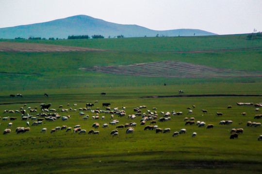满洲里草原羊群