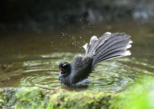 小鸟洗澡