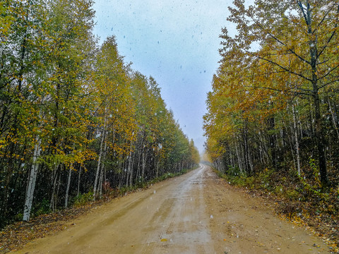 秋季树林公路