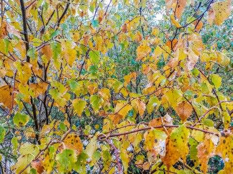 秋季树叶黄叶