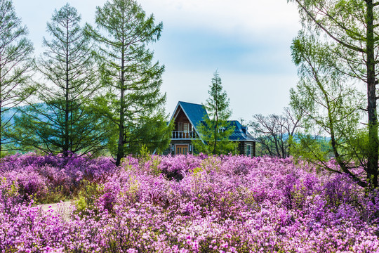 春季森林木屋别墅杜鹃花