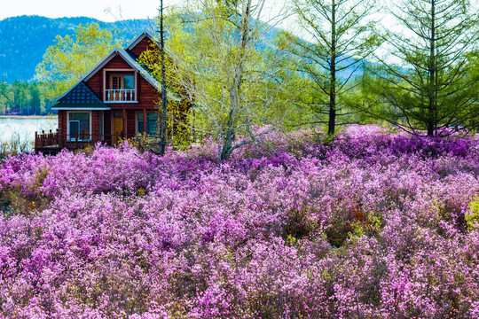 木屋森林杜鹃花