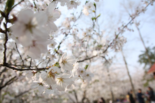 樱花