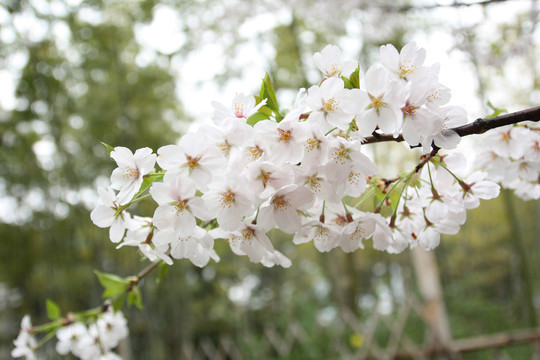 樱花