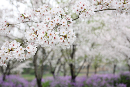 樱花