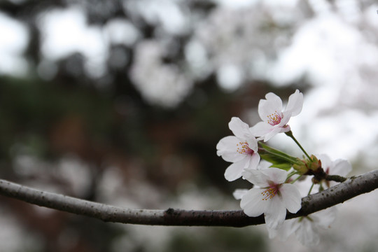 樱花