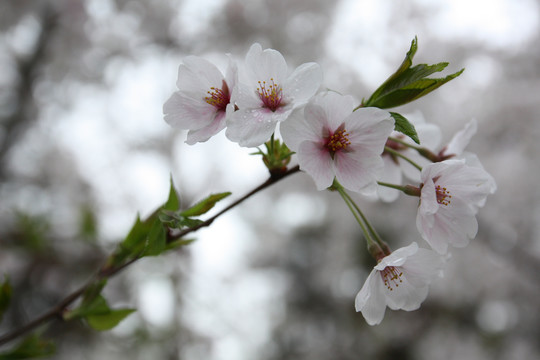 樱花