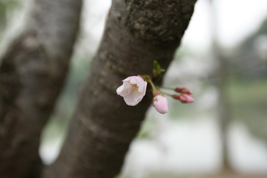 樱花