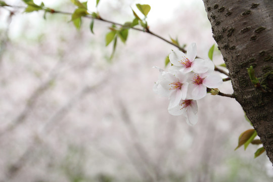 樱花