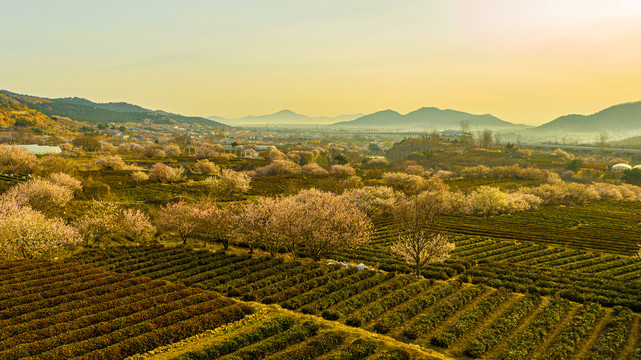 崂山庙石村茶园