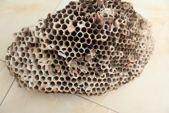 蜂巢蜂房