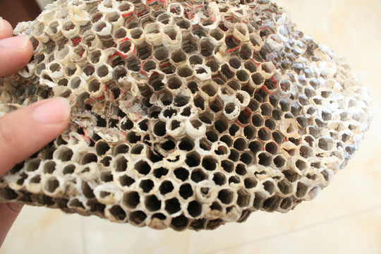 蜂巢蜂蛹
